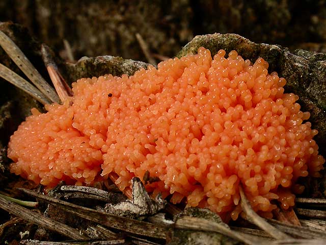 Tubifera ferruginosa (Batsch) J.F. Gmel.(PROVA)